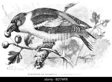 Hawfinch o grosbeak coccothraustes vulgaris Foto Stock