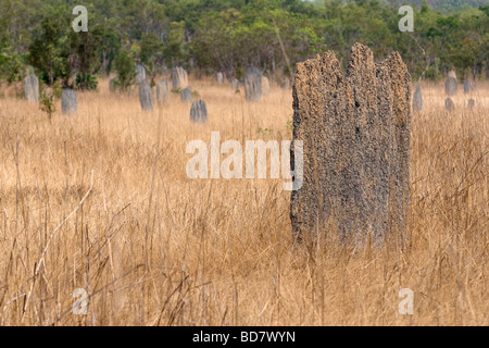 Un termite mound stand in un campo di altri nel Parco Nazionale di Litchfield vicino a Darwin in Australia settentrionale Foto Stock