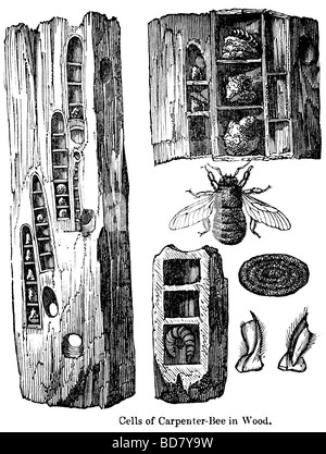 Cellule di carpenter bee in legno Foto Stock