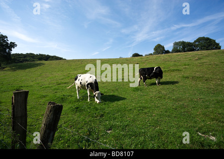 Due in bianco e nero di vacche Holstein su un prato Foto Stock