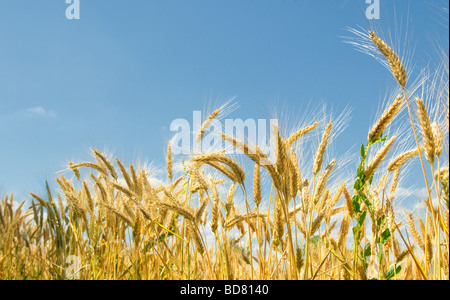 Campo di grano Foto Stock