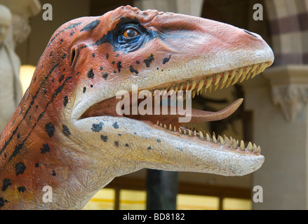 Utah Raptor, il Pitt Rivers Museum di Oxford Foto Stock