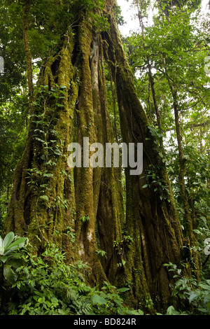 Strangler Fig (Ficus aurea) crescente nella Monteverde Cloud Forest Riserve, Costa Rica. Foto Stock