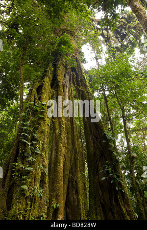 Strangler Fig (Ficus aurea) crescente nella Monteverde Cloud Forest Riserve, Costa Rica. Foto Stock