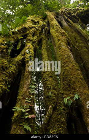 Strangler Fig (Ficus aurea) crescente nella Monteverde Cloud Forest Riserve, Costa Rica. Foto Stock