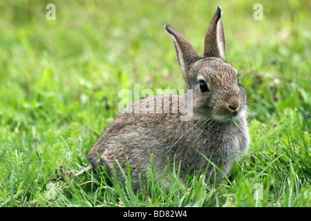 Coniglio europeo oryctolagus cuniculus seduto in erba a Martin mera WWT, LANCASHIRE REGNO UNITO Foto Stock