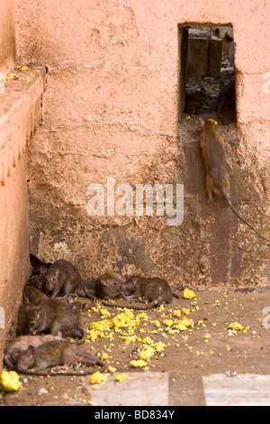 Assonnato, ben nutrito ratti per non doversi preoccupare di popolo nel tempio rat, Deshnok, India Foto Stock