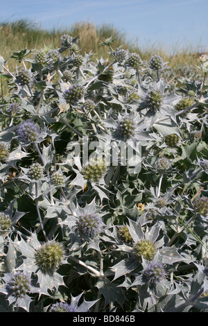 Mare Holly Eryngium maritimum, Crosby Beach, Merseyside, Regno Unito Foto Stock