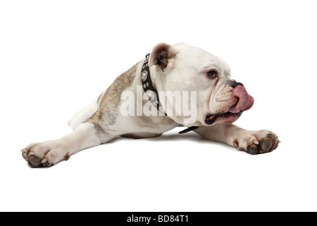 Bulldog inglese (Canis lupus f. familiaris), che giace in posizione divaricata con zampe anteriori sul pavimento e leccare il naso Foto Stock