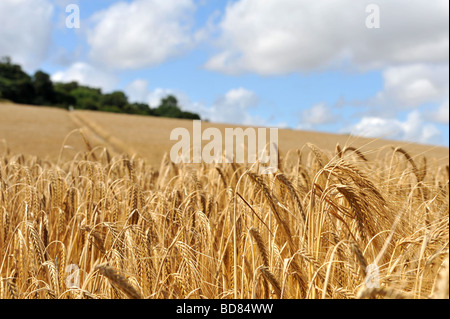 Campo di orzo vicino ad essere mietuto immagine presa vicino a Canterbury Kent REGNO UNITO Foto Stock