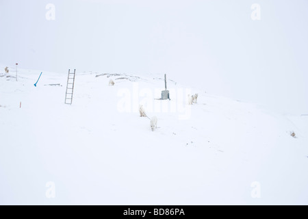 Greenlands sledgedogs nel villaggio Kulusuk Groenlandia Foto Stock
