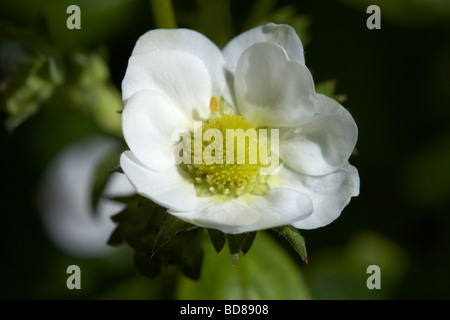 Fiore di loran varietà di fragole di giardino Fragaria x ananassa crescendo in un giardino nel Regno Unito Foto Stock