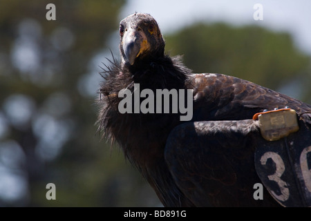 Close-up di un condor contrassegnate sulla costa della California Foto Stock