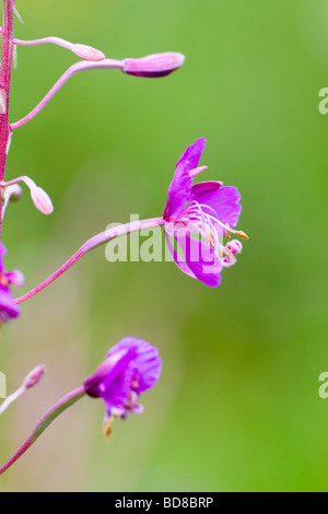 Rosebay Willow-herb Chamerion angustifolium Kent REGNO UNITO estate Foto Stock