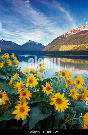 Sguazzare il lago e le montagne con Balsomroot Oregon Foto Stock