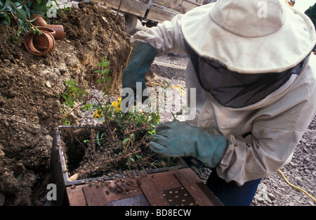 Uno sciame di api in una boccola essendo raccolti da un bee keeper Stroud Gloucestershire Foto Stock