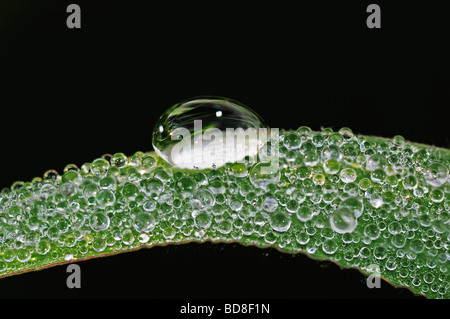 L'acqua di condensa e lasciare nei parchi Foto Stock