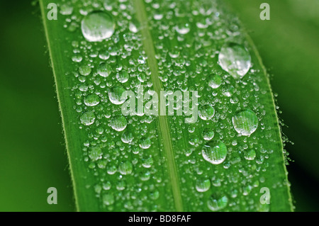 L'acqua di condensa e lasciare nei parchi Foto Stock