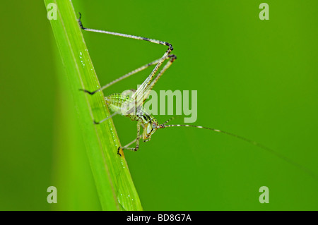 Grasshopper nei parchi Foto Stock