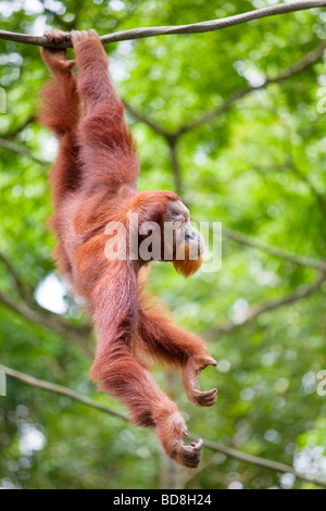 Ritratto di un orango tango appeso a un albero Foto Stock