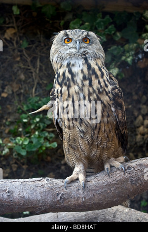 Gufo Reale (Bubalus bubalis) Foto Stock