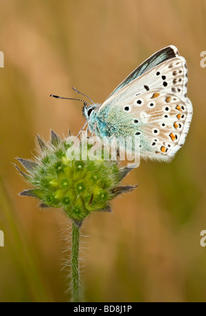 Chalkhill blue butterfly sulla testa di seme di campo scabious Foto Stock