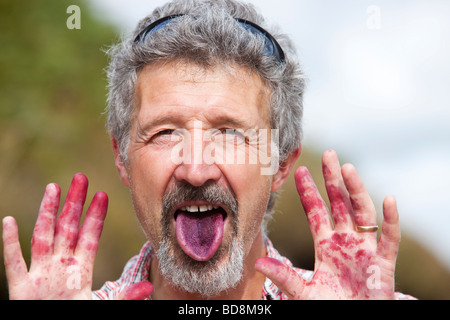 Un uomo con linguetta di colore viola e le mani da prelevare e mangiare mirtilli neri sulla brughiera nel trogolo di Bowland Foto Stock