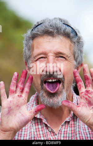 Un uomo con linguetta di colore viola e le mani da prelevare e mangiare mirtilli neri sulla brughiera nel trogolo di Bowland Foto Stock