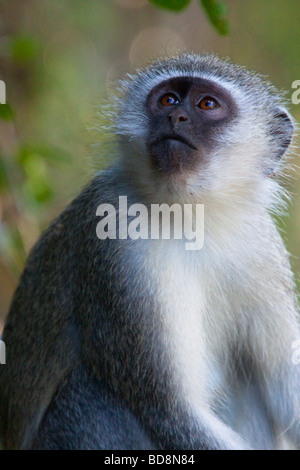 Vervet Monkey (Chlorocebus Pygerythrus). Il Portrait. Ndumo Game Reserve, Kwazulu-Natal, Sud Africa. Foto Stock