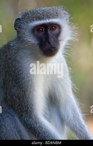 Vervet Monkey (Chlorocebus Pygerythrus). Il Portrait. Ndumo Game Reserve, Kwazulu-Natal, Sud Africa. Foto Stock