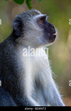 Vervet Monkey (Chlorocebus Pygerythrus). Il Portrait. Ndumo Game Reserve, Kwazulu-Natal, Sud Africa. Foto Stock