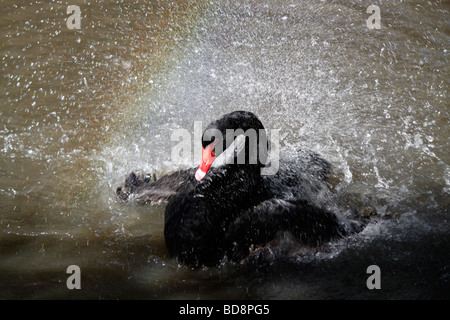 Black Swan (Cygnus atratus) la balneazione nella diga. Foto Stock