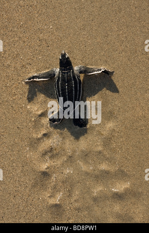 Liuto sea turtle hatchling strisciando verso l'oceano Foto Stock