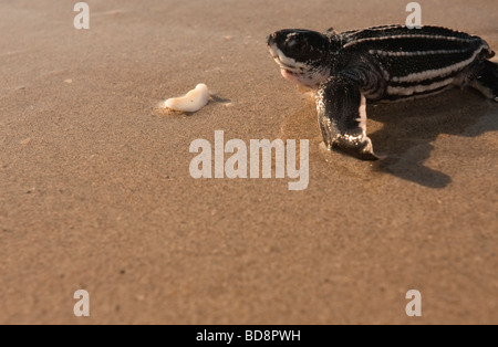 Liuto sea turtle hatchling strisciando verso l'oceano Foto Stock