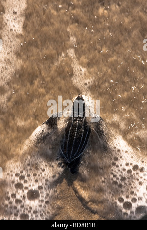 Hatchling liuto sea turtle inserendo l'oceano Foto Stock