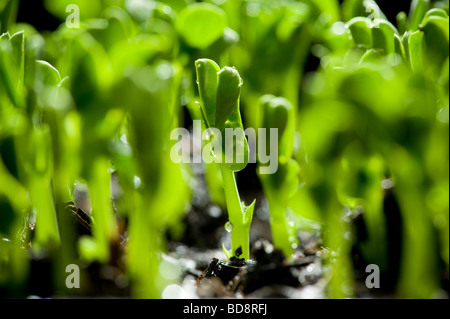 Primo piano di piselli sparare giovani pianta su sfondo nero Foto Stock