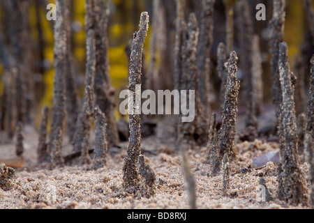 Germogli di mangrovie. Umlalazi Riserva Naturale, Kwazulu-Natal, Sud Africa. Foto Stock