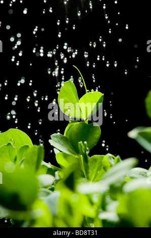 Primo piano di goccioline d'acqua che cadono sui giovani pianta spara ai piselli visti su sfondo nero. Foto Stock