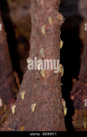 Alberi di mangrovie con le lumache di mangrovie. Umlalazi Riserva Naturale, Kwazulu-Natal, Sud Africa. Foto Stock