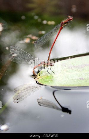 Rosso grande accoppiamento Damselflies Foto Stock