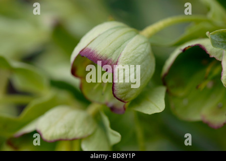 Fiore di Helleborus foetidus Foto Stock