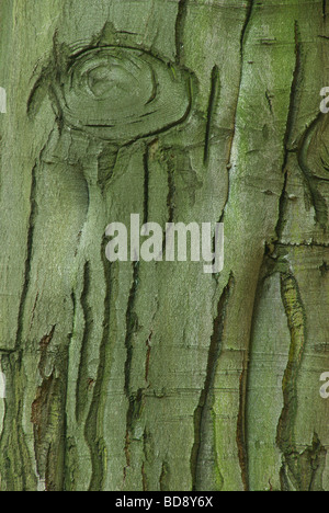 Buche faggio 45 Foto Stock