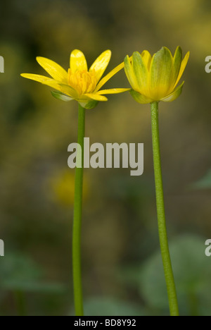 Lesser Celandine (Ranunculus ficaria) Foto Stock
