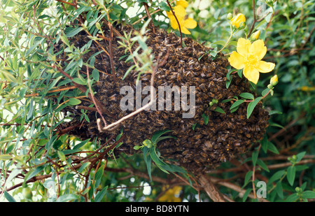 Uno sciame di api in una boccola essendo raccolti da un bee keeper Stroud Gloucestershire Foto Stock