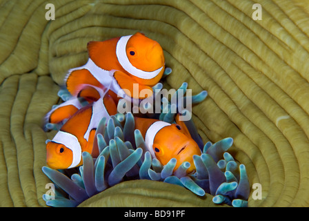 Pesce pagliaccio nascondere nel mare anemone, Cabilao, Filippine Foto Stock