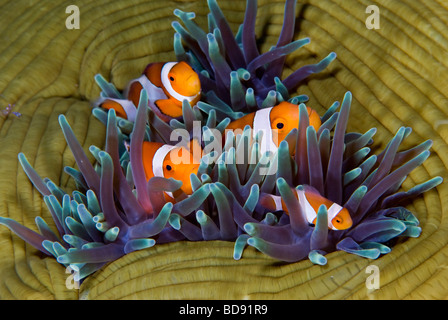 Pesce pagliaccio nascondere nel mare anemone, Cabilao, Filippine Foto Stock