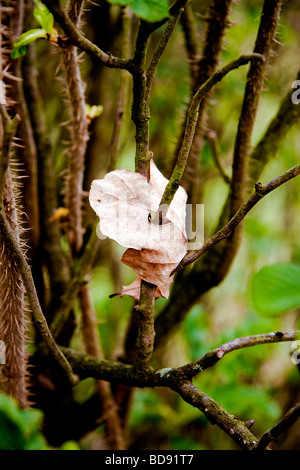 Un vecchio e foglia secca è diventata trafitto in il ramoscello di una bussola che ha iniziato a sparare in primavera Foto Stock