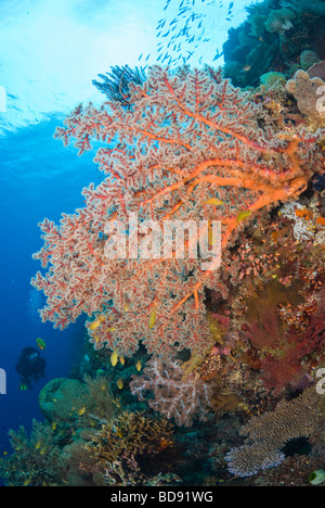 Scuba Diver in philippine giardini di corallo, Cabilao, Filippine Foto Stock