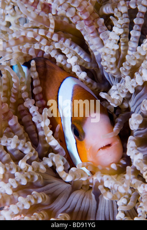 Pesce di anemone nascondere nel mare anemone, Cabilao, Filippine Foto Stock