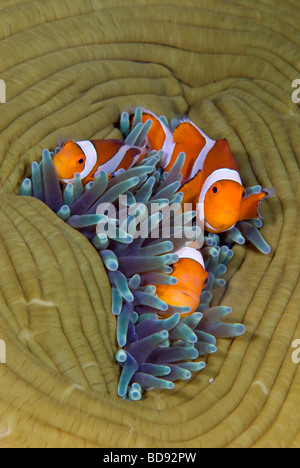 Pesce pagliaccio nascondere nel mare anemone, Cabilao, Filippine Foto Stock